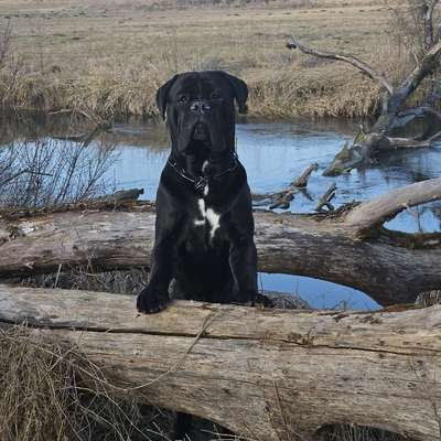 Hundetreffen-Gassi oder Spielrunde🐶-Bild