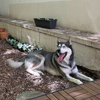 Hundetreffen-Spielgefährte für pensionierte Huskydame-Bild