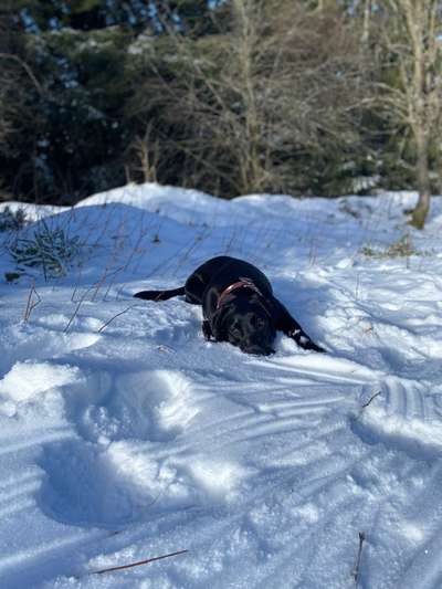 Dogorama Photo Challenge - Es wird nochmal kalt!-Beitrag-Bild