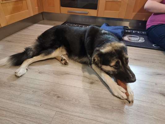 Auslandstierschutz-Beitrag-Bild