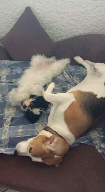 FOTOCHALLENGE 68: Dein Hund und sein bester Freund-Beitrag-Bild