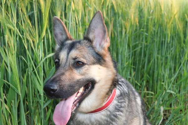 Hunde Porträt (Portrait) Galerie....-Beitrag-Bild