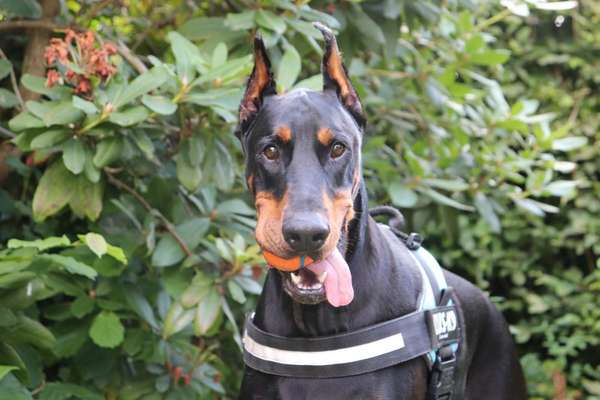 Hunde Porträt (Portrait) Galerie....-Beitrag-Bild