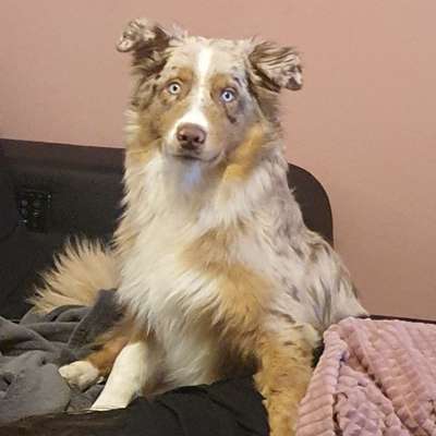 Hundetreffen-Spiel und Gassipartner gesucht-Bild