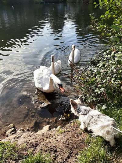 Fotochallenge Nr. 51 "Euer Hund mit anderen Tieren"-Beitrag-Bild