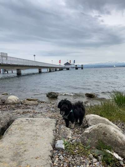 Challenge 41 - Mein Hund im Urlaub-Beitrag-Bild