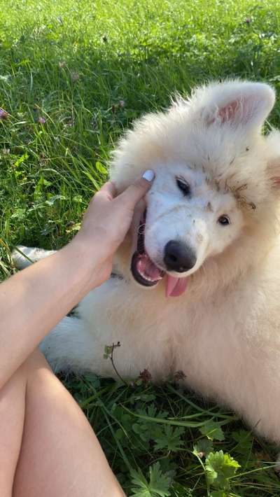 Fotosammlung: ,,Der natürliche Hund" Unbearbeitet, ungestellt und in Natura-Beitrag-Bild