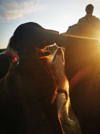 Fotosammlung: ,,Der natürliche Hund" Unbearbeitet, ungestellt und in Natura-Beitrag-Bild