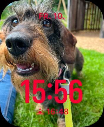 Mischlinge raten - Rätselspaß-Beitrag-Bild