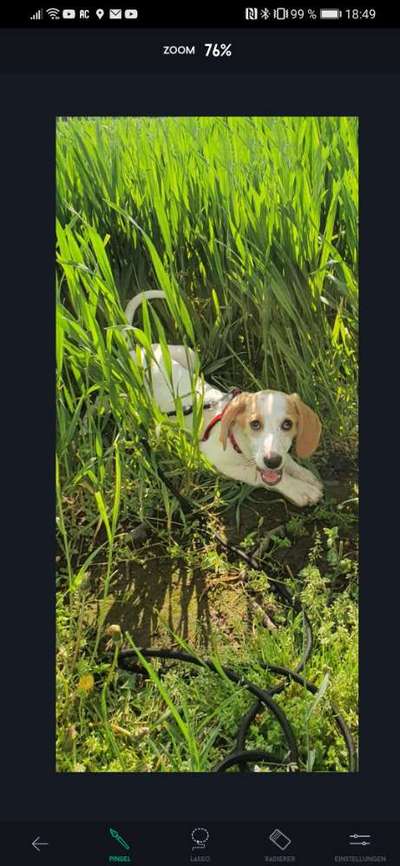 Welpen Bilder !-Beitrag-Bild