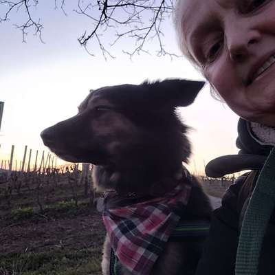 Hundetreffen-Gemeinsame Wanderungen