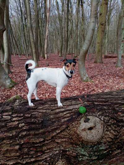 Jack Russel-Beitrag-Bild