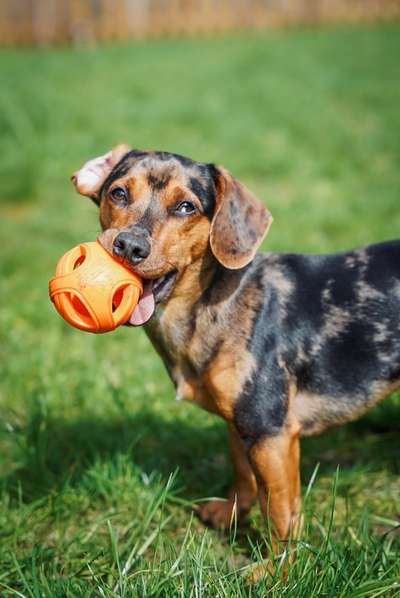 Hundetreffen-Hundewiese Forsthaus Specht-Bild