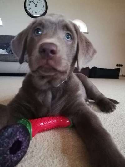 Dogorama Photo Challenge - Hundeblick zum hinschmelzen-Beitrag-Bild