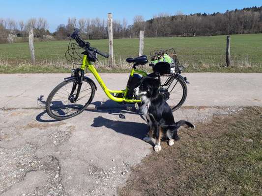 Die Dogorama Wochen Challenge-Beitrag-Bild