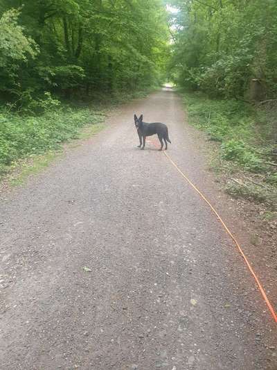 Welche Rasse? Und warum?-Beitrag-Bild