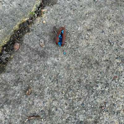 Giftköder-Giftköder, evtl Blaukorn oder Rattengift-Bild