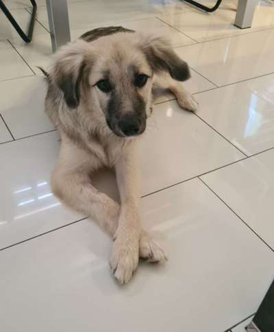 Mischlingshunde Foto Aufruf-Beitrag-Bild