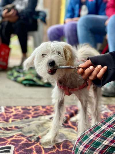 Chinese Crested (Chinesischer Schopfhund)-Beitrag-Bild