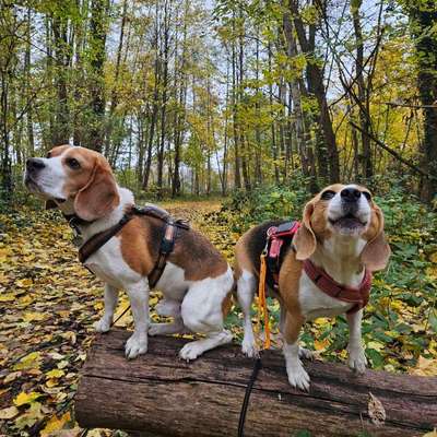 Hundetreffen-Beaglespaziergang-Bild