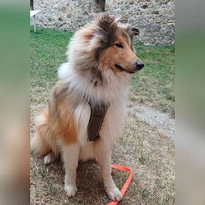 Hundetreffen-Cody sucht neue Freunde 🤎-Bild