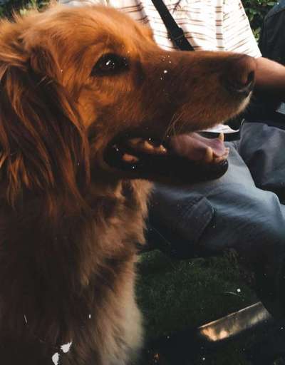 Hovawarts-Beitrag-Bild