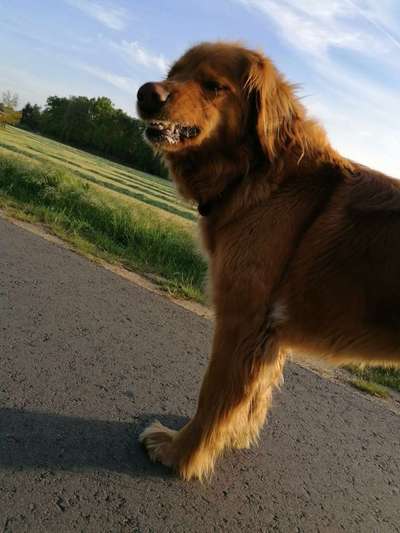 Lustigsten Grimassen von euren Hunden-Beitrag-Bild