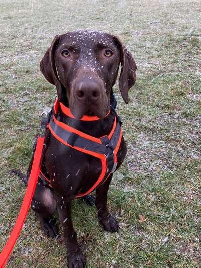 Labradorfans-Beitrag-Bild