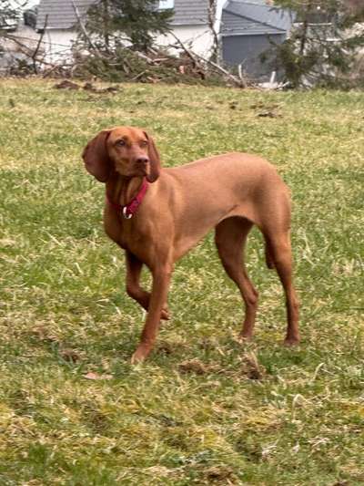 Hundetreffen-Gassi gehen und spielen-Bild