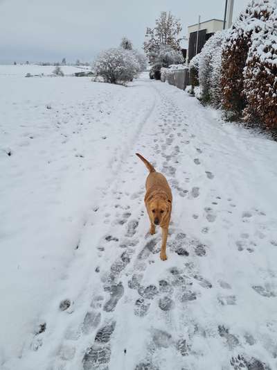 Hundetreffen-Freunde finden-Bild