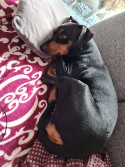 Liebhaber des Deutschen Pinscher gesucht.-Beitrag-Bild