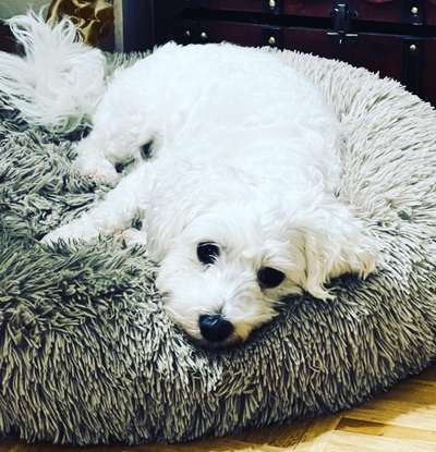 Hundetreffen-Gassi & Spielfreunde gesucht-Bild