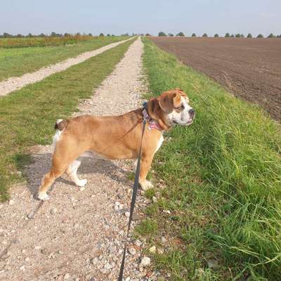 Die Dogorama Monats Challenge "Es grünt und blüht"-Beitrag-Bild