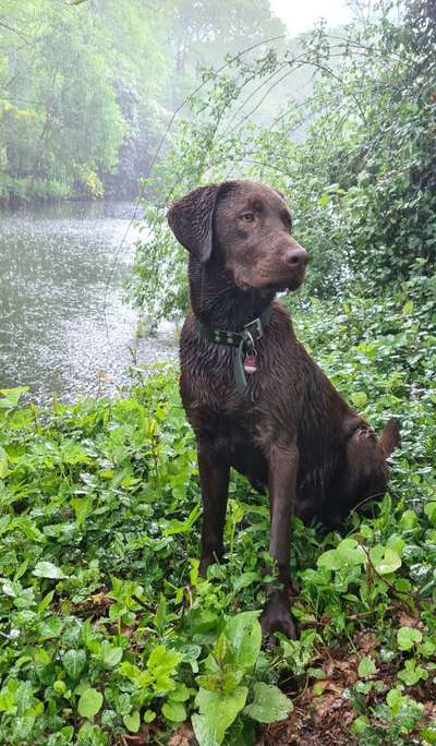 Dogorama-Monats-Challenge-Mai "Wasser"-Beitrag-Bild