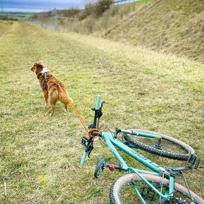 Hundetreffen-Zughundesport-Bild