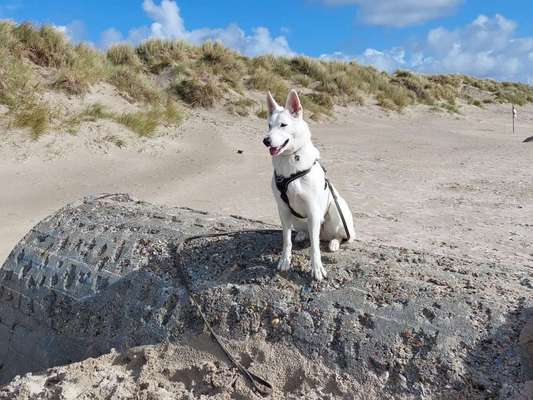 Dogorama Foto Challenge - Wanderziel-Beitrag-Bild