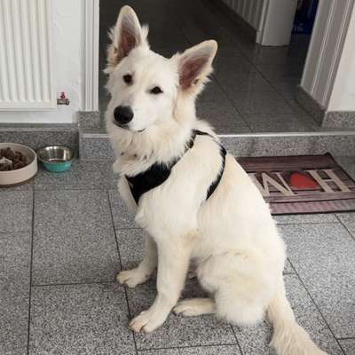 Hundetreffen-Spieltreff-Bild