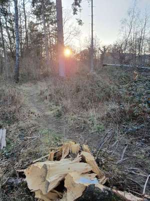 Hundeauslaufgebiet-Südpark/Sendlinger Wald-Bild