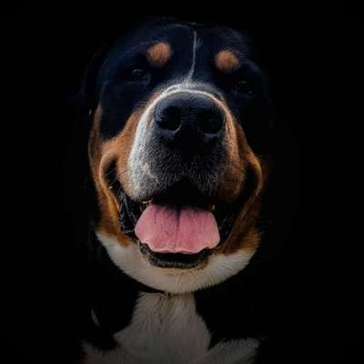 Hundetreffen-Entspanntes Gassi-Bild