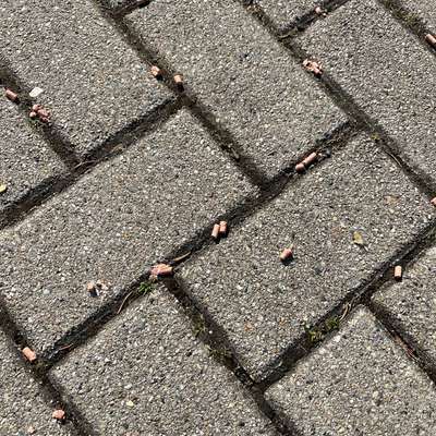 Giftköder-Evtl. Giftköder / Pellets-Bild