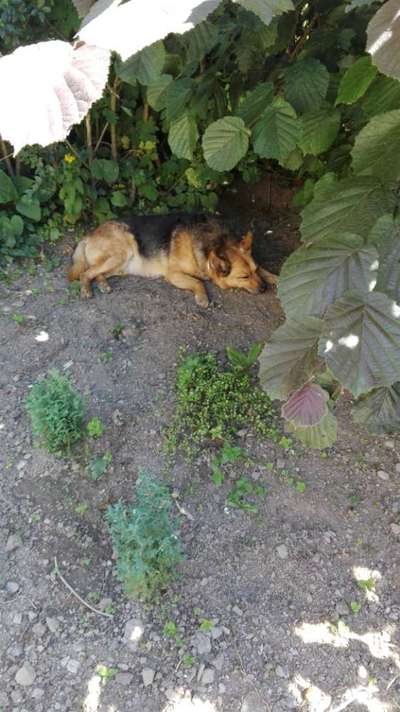 Unsere Fellnasen im Regenbogenland-Beitrag-Bild