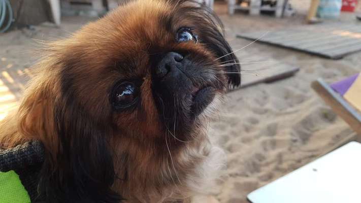 Unsere Fellnasen im Regenbogenland-Beitrag-Bild