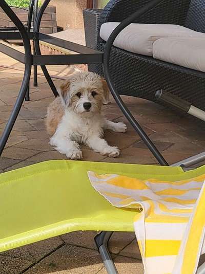 Unsere Fellnasen-Vielfalt im Überblick!-Beitrag-Bild