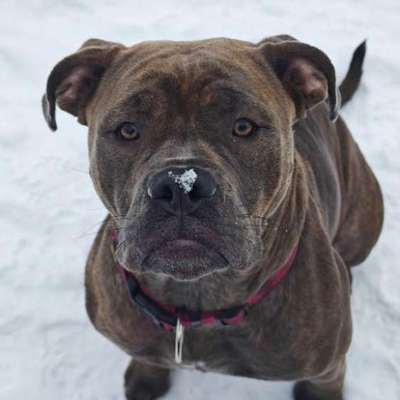 Hundetreffen-Neue Freunde gesucht-Bild