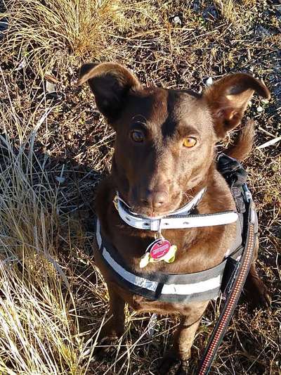 Mischlinge - die beste Rasse die es gibt-Beitrag-Bild