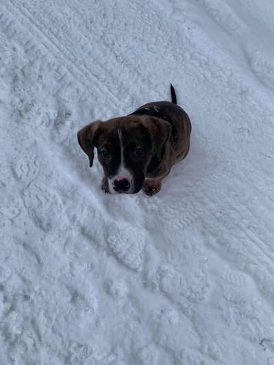 Welpen Bilder !-Beitrag-Bild