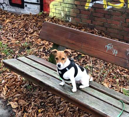 Wo sind die Jack und Parson Russell Terrier?-Beitrag-Bild