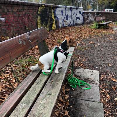 Hundetreffen-Spiel/Spazierrunde in Barmbek-Bild