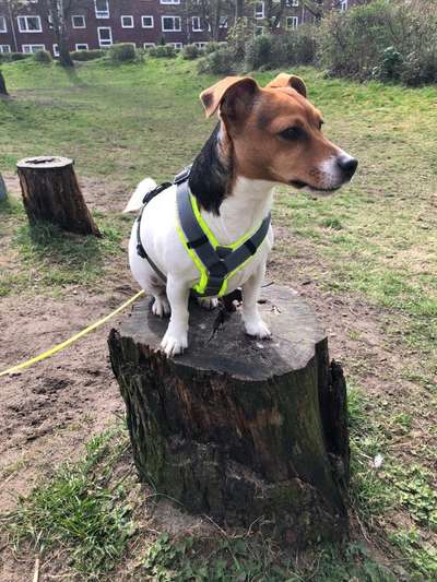 Wo sind die Jack und Parson Russell Terrier?-Beitrag-Bild