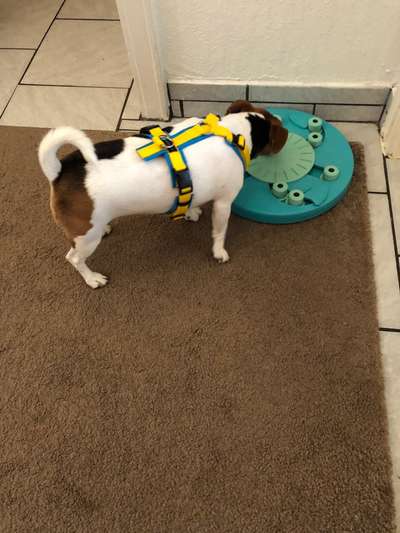 Wo sind die Jack und Parson Russell Terrier?-Beitrag-Bild